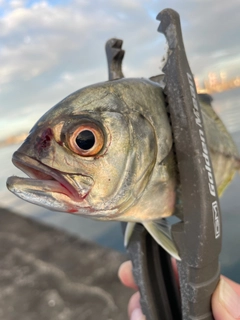 メッキの釣果