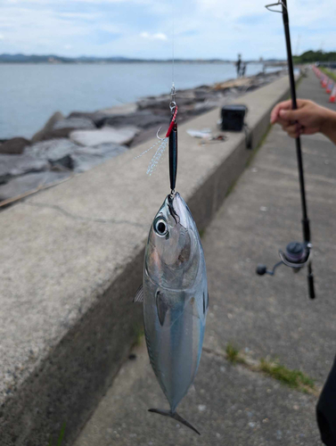 マルソウダの釣果