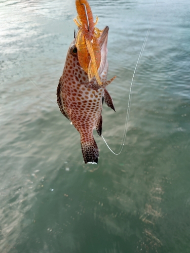 オオモンハタの釣果