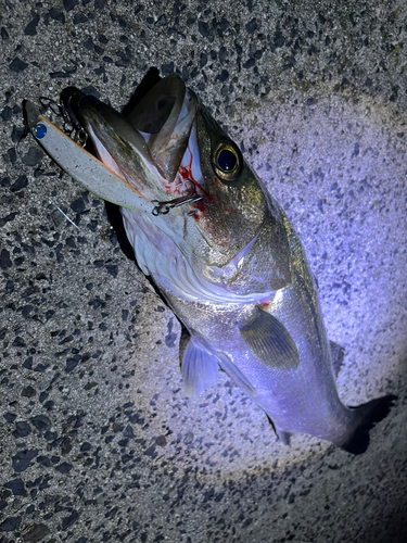 シーバスの釣果