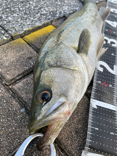 シーバスの釣果