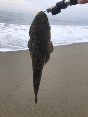 コチの釣果