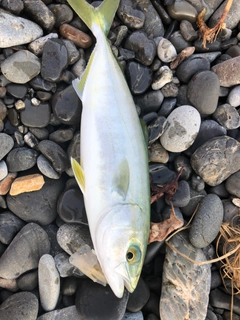 ワカシの釣果