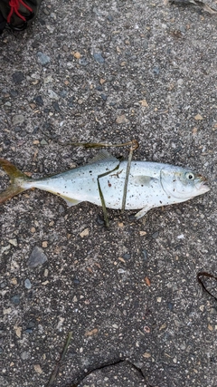 ツバスの釣果