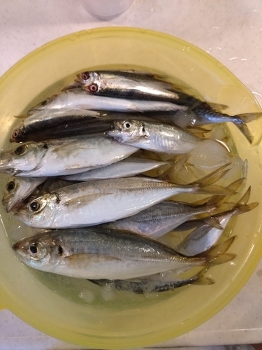 アジの釣果