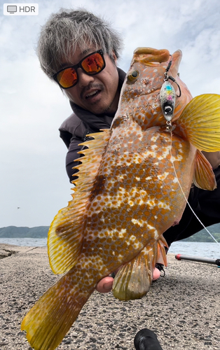 キジハタの釣果