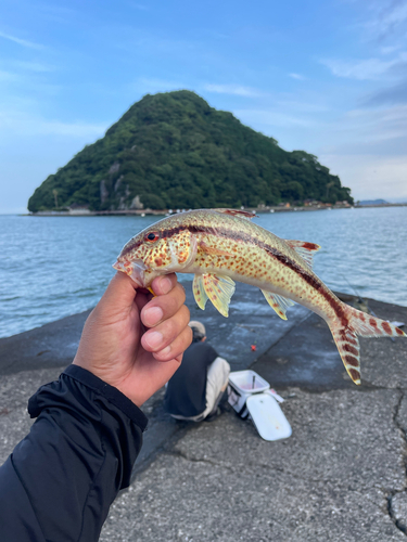 ヨメヒメジの釣果