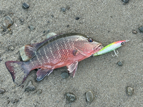 ゴマフエダイの釣果