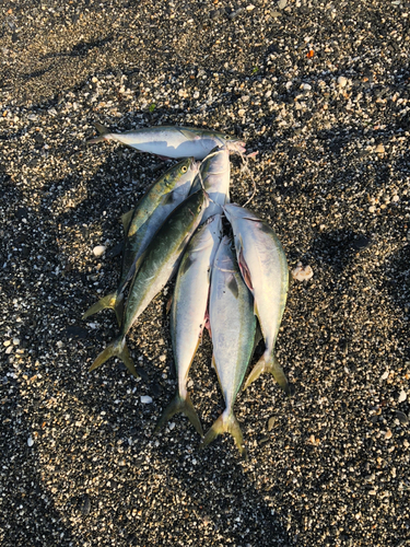 ヤズの釣果