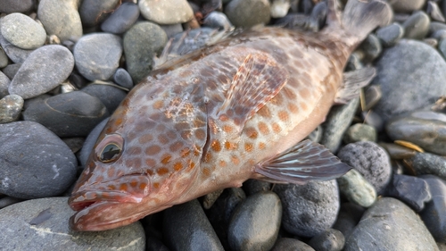 オオモンハタの釣果