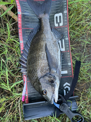 チヌの釣果