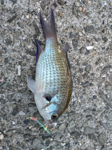 スズメダイの釣果