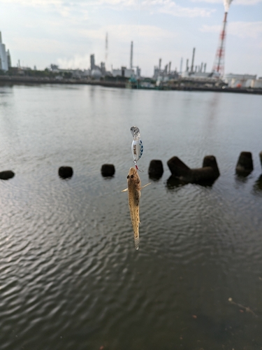 ハゼの釣果