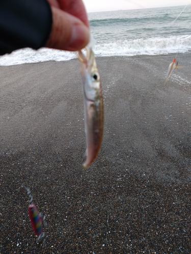 カマスの釣果