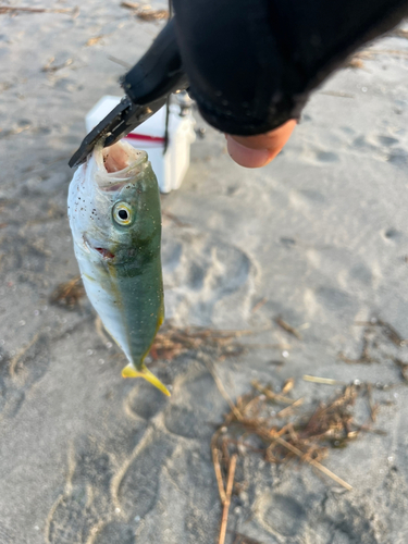 ワカシの釣果