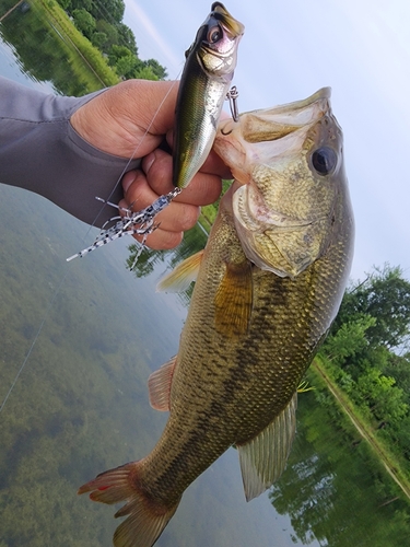 ブラックバスの釣果