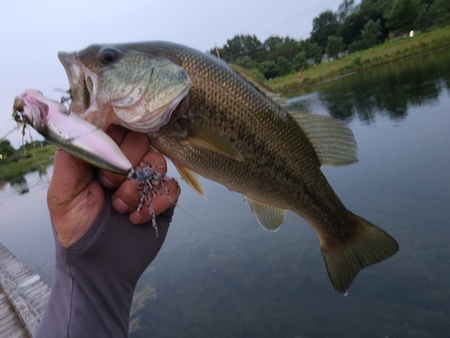 ブラックバスの釣果