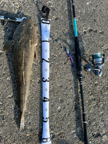 マゴチの釣果