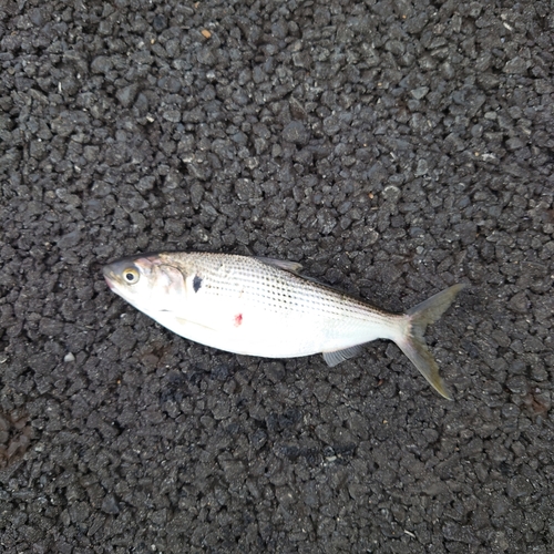 コノシロの釣果