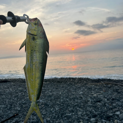 シイラの釣果