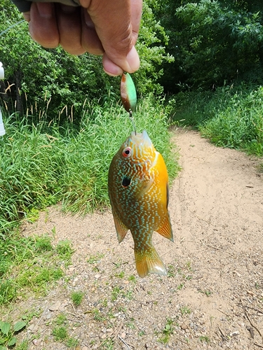 ブルーギルの釣果