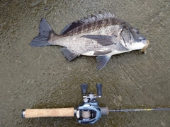 チヌの釣果