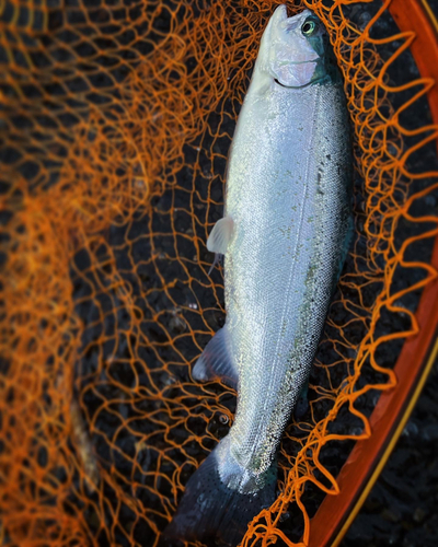 ニジマスの釣果