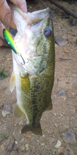 ラージマウスバスの釣果