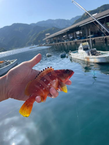 アカハタの釣果