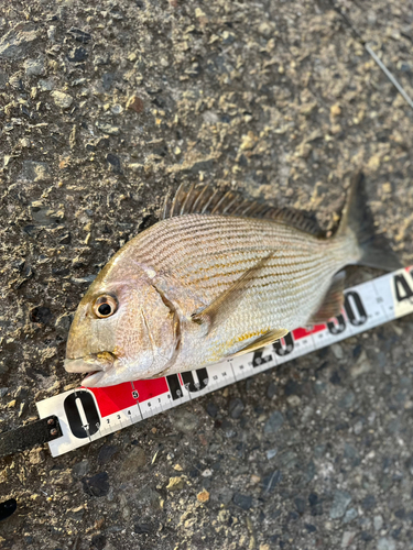 ヘダイの釣果