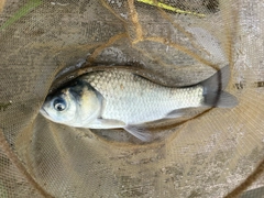 ヘラブナの釣果