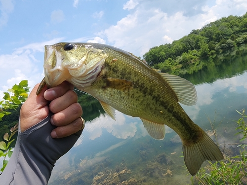 ブラックバスの釣果