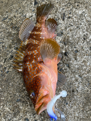 アコウの釣果