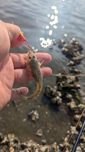 ハゼの釣果