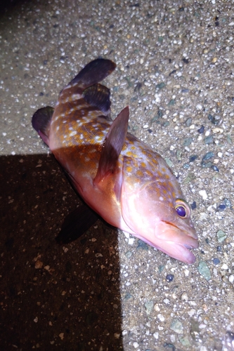 アコウの釣果