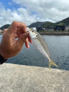 マアジの釣果