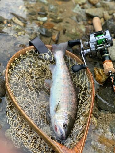 ヤマメの釣果