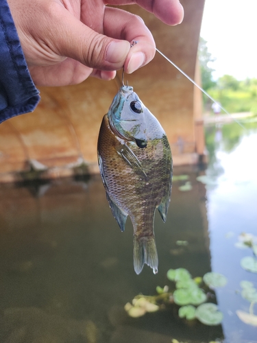 ブルーギルの釣果