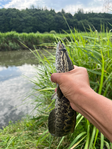 ライギョの釣果