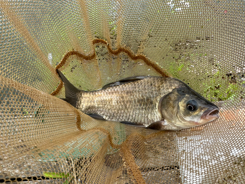 ヘラブナの釣果