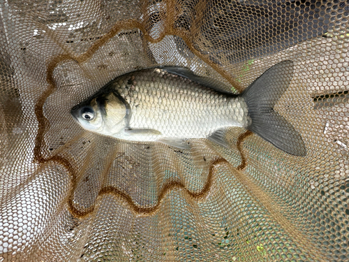 ヘラブナの釣果