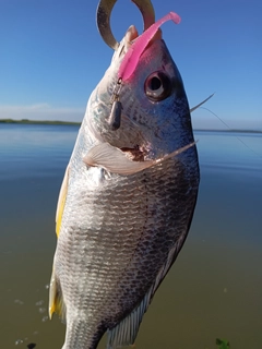 キビレの釣果