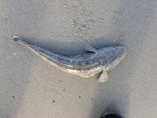 マゴチの釣果