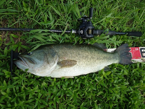 ナマズの釣果