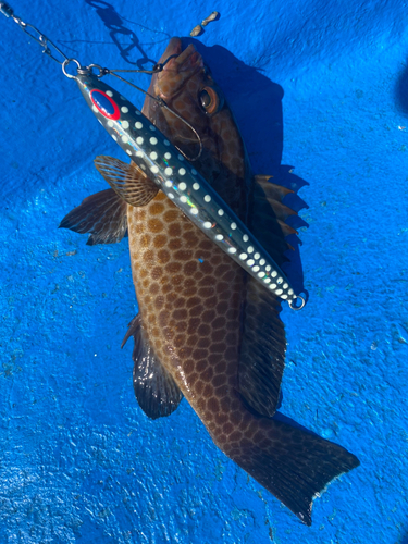 オオモンハタの釣果