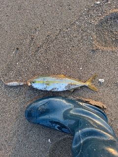 ワカシの釣果