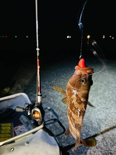 アコウの釣果