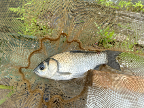 ヘラブナの釣果