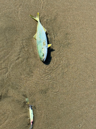 ワカシの釣果