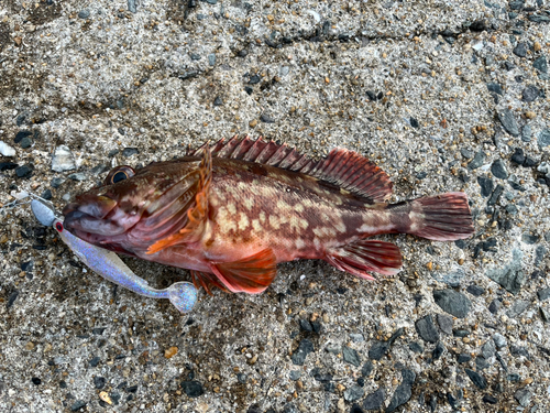 カサゴの釣果